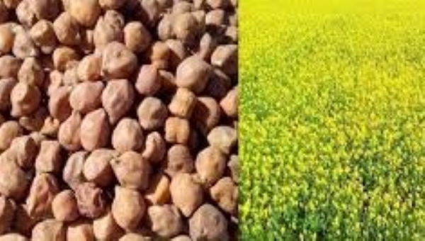 Purchase of gram and raida