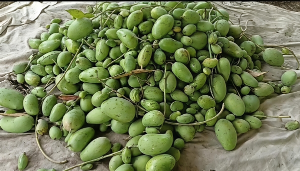 અમરેલી જિલ્લામાં કમોસમી વરસાદનો કહેર: કેસર કેરીમાં 80% નુકસાન, ખેડૂતો સહાયની રાહમાં