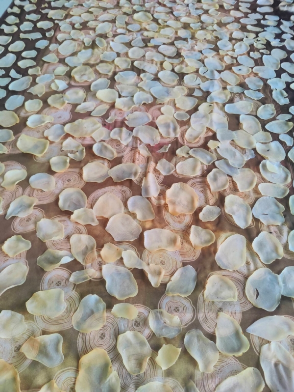 અમરેલીમાં ઉનાળામાં વેફર્સ બનાવવાની રીવાજે તેજી પકડી, બટાકાના ભાવમાં ઉછાળો