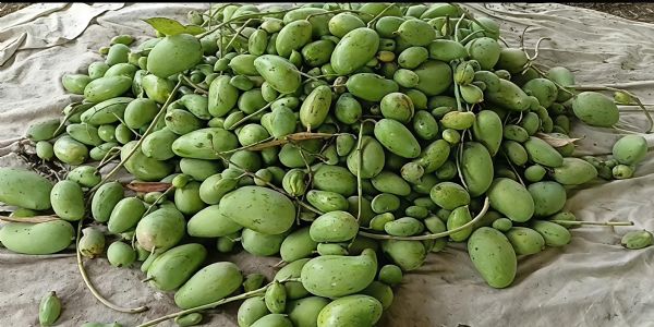 અમરેલી જિલ્લામાં કમોસમી વરસાદનો કહેર: કેસર કેરીમાં 80% નુકસાન, ખેડૂતો સહાયની રાહમાં