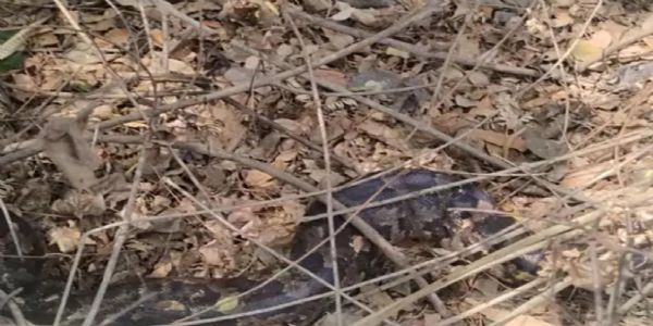 બીલા ગામે 13 ફૂટ લાંબા અજગરનો દેખાવ, ફોરેસ્ટ ટીમે સુરક્ષિત રીતે રેસ્ક્યુ કર્યો.