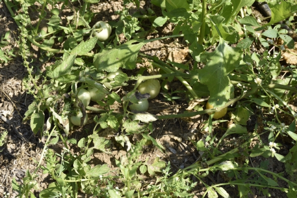 Partha Guptas Success in Natural Farming