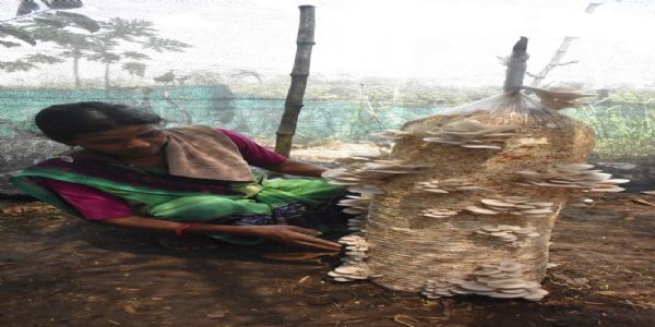 ઓછી જગ્યામાં મોટું સપનું: ચીખલી તાલુકાના ઘેજ ગામની સીતાબેનની આત્મનિર્ભર સફર