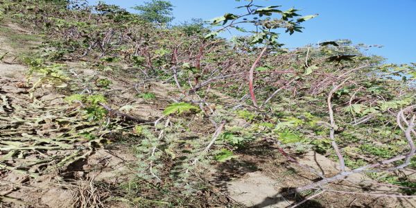 વિસનગર તાલુકામાં એક જ રાત્રિમાં બે ખેતરોમાં ચોરી, રૂ.1.36 લાખથી વધુની મત્તા તસ્કરો લૂંટી ગયા