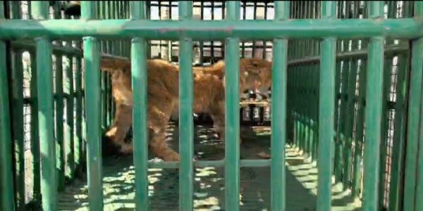 સિંહબાળ અકસ્માતે પડી જતા સ્ટાફને જાણ થઈ, તાત્કાલિક સ્થળ પર જઈને કૂવામાંથી સુરક્ષિત રીતે રેસ્ક્યુ કર્યું