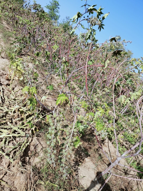 વિસનગર તાલુકામાં એક જ રાત્રિમાં બે ખેતરોમાં ચોરી, ₹1.36 લાખથી વધુની મત્તા તસ્કરો લૂંટી ગયા