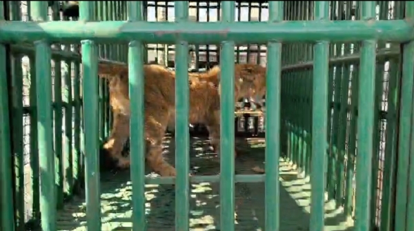 સિંહબાળ  અકસ્માતે પડી જતા  સ્ટાફને જાણ થતા તાત્કાલિક સ્થળ પર જઈને કૂવામાંથી સુરક્ષિત રીતે રેસ્ક્યુની