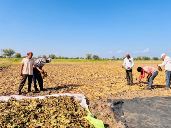 કમોસમી વરસાદની શક્યતા વચ્ચે ખેડૂતોને સાવચેતી રાખવા કૃષિ વિભાગની અપીલ