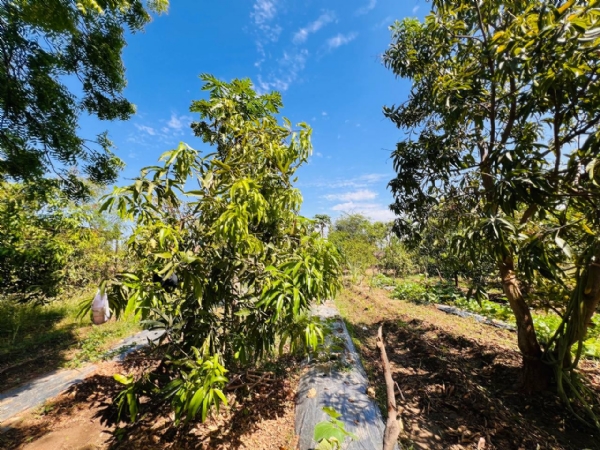 મહેસાણા જિલ્લામાં બાગાયત સહાય યોજનાઓ માટે i-Khedut 2.0 પોર્ટલ ખુલ્લું