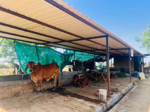 પશુપાલન સહાય યોજનાઓ માટે i-Khedut પોર્ટલ ખુલ્લું, 26 એપ્રિલ સુધી અરજી શક્ય પશુપાલન સહાય યોજનાઓ માટે i-Khedut પોર્ટલ ખુલ્લું, 26 એપ્રિલ સુધી અરજી શક્ય