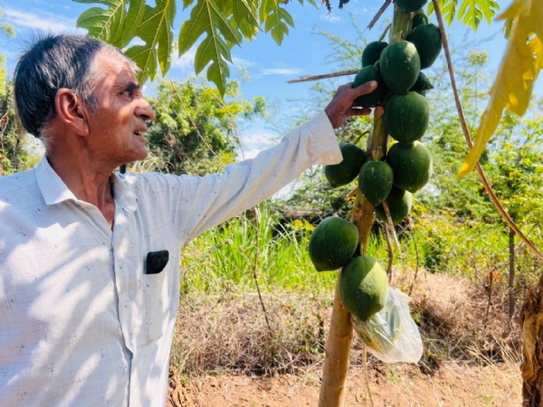 પ્રાકૃતિક ખેતીથી સફળતા: અંબાલાના ખેડૂત હસમુખભાઈ પટેલ પ્રેરણારૂપ