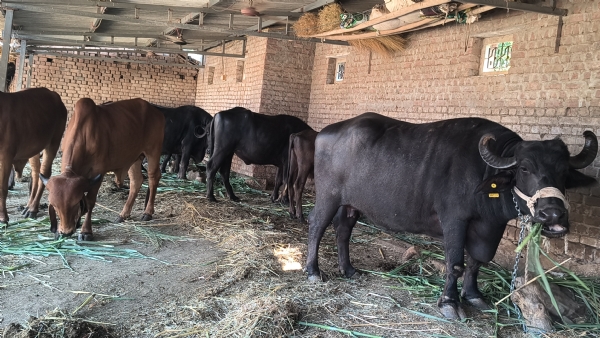 પશુપાલન