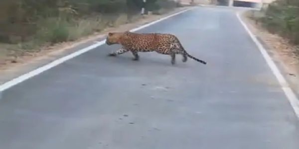 વાપી કોપરલી રોડ પર દિવસ દરમિયાન દીપડો દેખાતા લોકોમાં ચિંતા