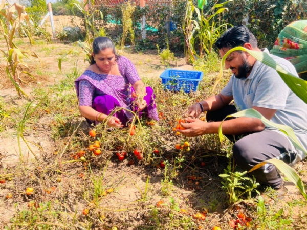 કમાણા ગામે દંપતીએ ઉભું કર્યું પ્રાકૃતિક ખેતીનું સફળ મોડલ