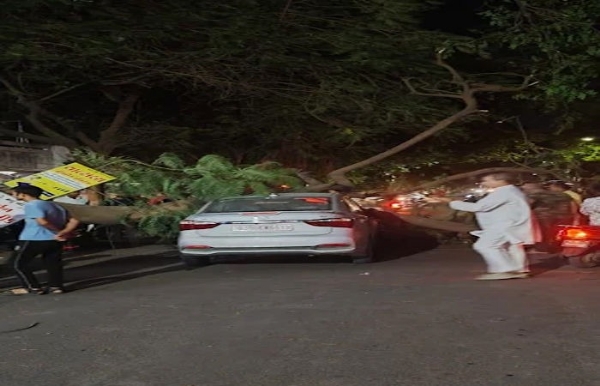 વૃક્ષ ધરાશયી વૃક્ષ ધરાશયી