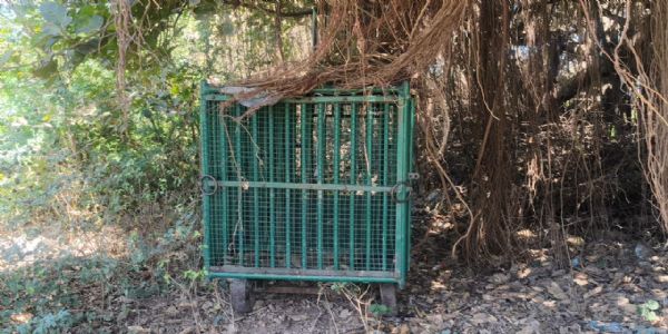 સોમનાથની વેણેશ્વર સોસાયટી આસપાસ દેખાયો દીપડો, વન વિભાગે પકડવા પાંજરૂ ગોઠવ્યું