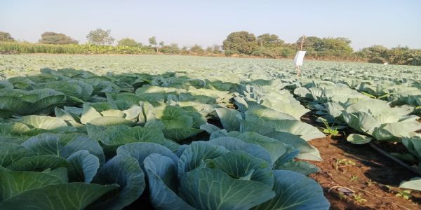 જુનાપાદર ગામના ખેડૂત તખતસિંહ ગોહિલે કોબીની ખેતીથી વધારી આવક.