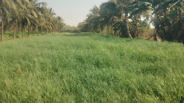 તંત્ર દ્વારા છાયા વિસ્તારમાં 10 વિધા જમીન પર કરેલ દબાણ દૂર કરાયું.