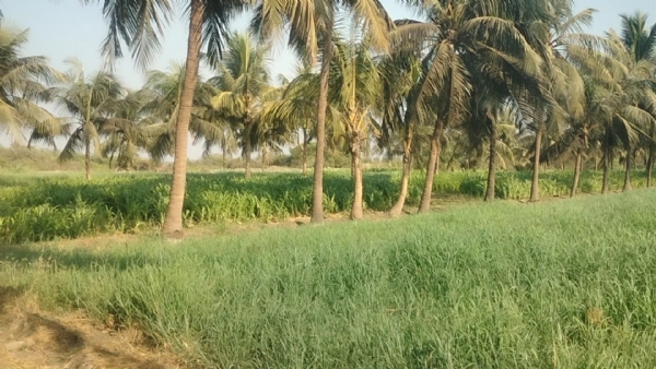 તંત્ર દ્વારા છાયા વિસ્તારમાં 10 વિધા જમીન પર કરેલ દબાણ દૂર કરાયું.