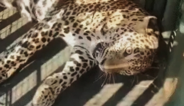 અંકલેશ્વર તાલુકાના ભાદી ગામની સીમમાંથી દીપડો પાંજરે પુરાયો