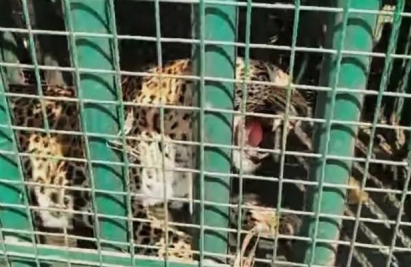 અંકલેશ્વર તાલુકાના ભાદી ગામની સીમમાંથી દીપડો પાંજરે પુરાયો