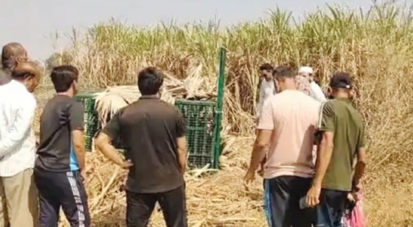 અંકલેશ્વર તાલુકાના ભાદી ગામની સીમમાંથી દીપડો પાંજરે પુરાયો