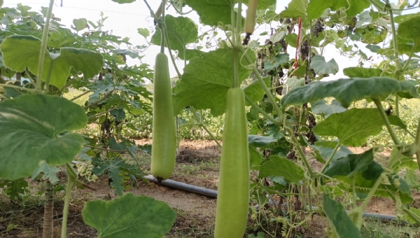 આઈ ખેડૂત પોર્ટલ ખુલ્લું: ૨૬ એપ્રિલ સુધી સહાય યોજનાઓ માટે ઓનલાઈન અરજી