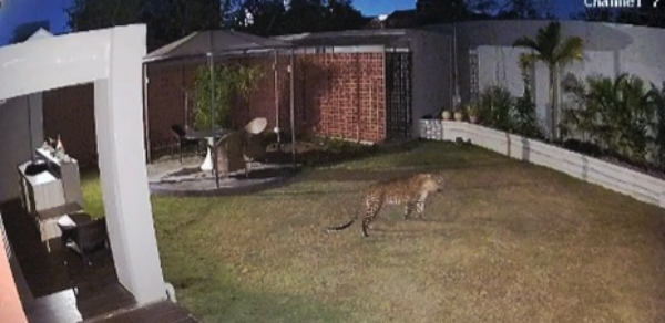 અવધ સોસાયટીમાં બંગલા પાસે ફરતો દીપડો – CCTVમાંથી કેદ