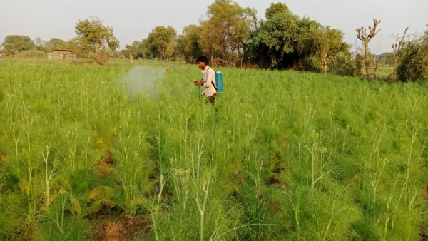 મહેસાણા જિલ્લામાં ઉનાળુ વાવેતરમાં વધારો: 46,959 હેક્ટર સાથે નવા રેકોર્ડની નોંધ મહેસાણા જિલ્લામાં ઉનાળુ વાવેતરમાં વધારો: 46,959 હેક્ટર સાથે નવા રેકોર્ડની નોંધ