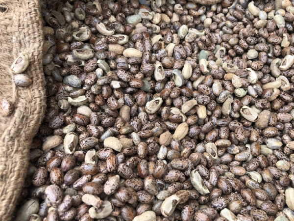 એરંડાની આવકમાં વધારો, મહેસાણા માર્કેટયાર્ડમાં ભાવમાં મિશ્ર પ્રવૃત્તિ