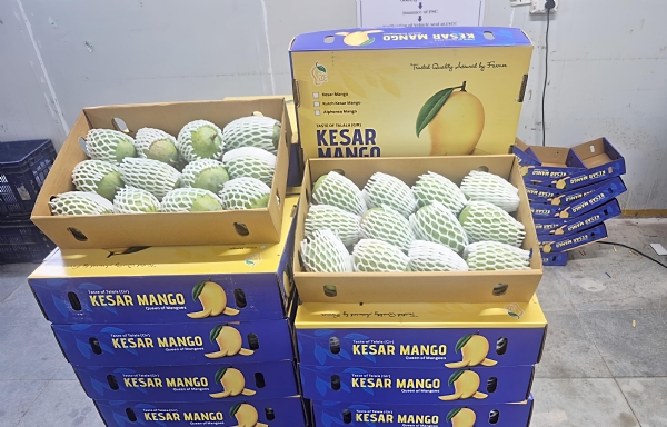 તાલાલા ગીરથી યુએસ અને યુકેમાં પહોંચી ગીરની કેસર કેરી એર કાર્ગોના ભાડા બમણા થતા કેસર કેરી મોંઘી બની