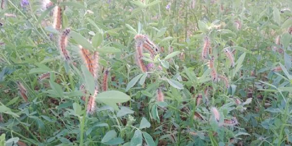 ઉત્તર ગુજરાતમાં ઘાસચારા પાકોમાં હેરી કેટરપિલરનો ઉપદ્રવ, ખેડૂતોને તાત્કાલિક પગલાંની અપીલ