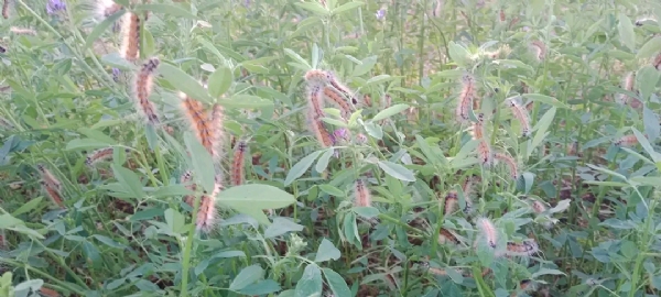 ઉત્તર ગુજરાતમાં ઘાસચારા પાકોમાં હેરી કેટરપિલરનો ઉપદ્રવ, ખેડૂતોને તાત્કાલિક પગલાંની અપીલ