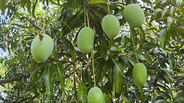 ગીરની કેસર કેરી પર વધુ એક આફત: કમોસમી વરસાદ બાદ જીવાતોના પ્રકોપથી ખેડૂતો ચિંતિત