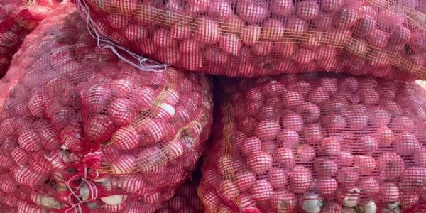 ભાવનગર જિલ્લાના મહુવા માર્કેટિંગ યાર્ડમાં લાલ ડુંગળીના ભાવમાં ઘટાડો.