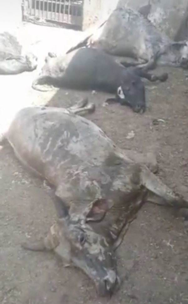 પાટણમાં ઢોર પકડવાની ઝુંબેશ દરમિયાન બેદરકારીથી ચાર ગાયોના મોત, માલધારી સમાજમાં રોષ