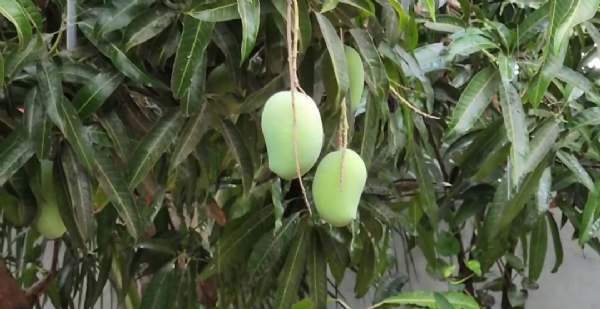 જૂનાગઢ જિલ્લામાં આગામી તા. ૩ અને ૪ એપ્રિલના કમોસમી વરસાદની