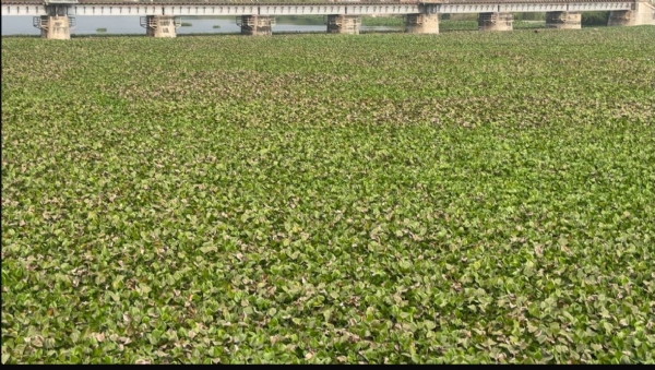 કર્લી જળાશય માંથી જળકુંભી દૂર કરવા 59.20 લાખની વહીવટી મંજૂરી અપાઇ.