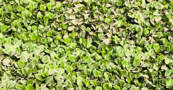 કર્લી જળાશય માંથી જળકુંભી દૂર કરવા 59.20 લાખની વહીવટી મંજૂરી અપાઇ.