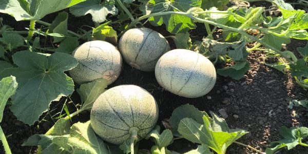 ભાવનગર જિલ્લાના આ ખેડૂત ટેટીના બોક્સ પેકિંગ કરી, જુદા જુદા શહેરો સુધી તેનું વેચાણ કરી રહ્યા છે.