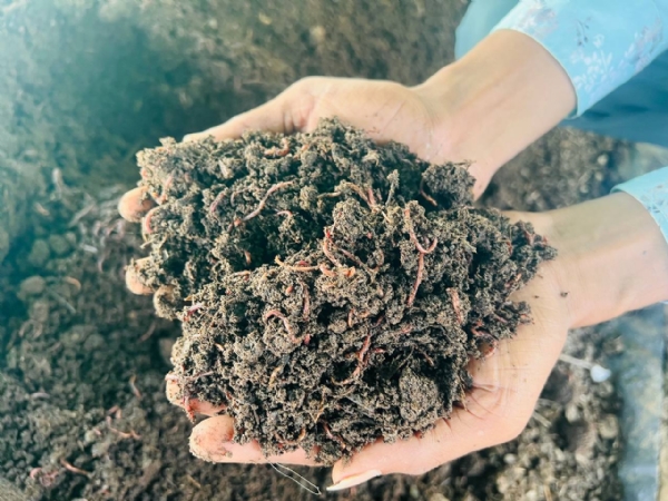 વડનગરના યુવા ખેડૂતનો વર્મી કમ્પોસ્ટમાં સફળ પ્રયોગ