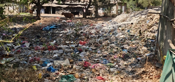 પિપરિયા વિસ્તારમાં ખુલ્લેઆમ ફેલાયેલ ગંદકી વચ્ચે મવેશીઓ ખોરાક શોધતા દ્રશ્યો