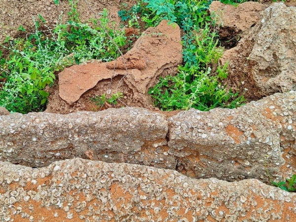 8–12 હજાર વર્ષ જૂનું અશ્મિ (જીવાશ્મ) સ્થળ