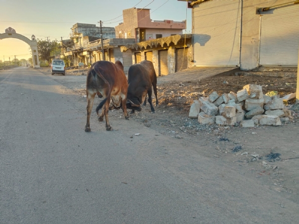 ઘંટીયા-પ્રાચી વિસ્તારમાં ખુટિયાઓનો ત્રાસ: