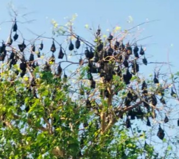 દાહોદના સિદ્ધરાજ જયસિંહ તળાવ ઘટાદાર વૃક્ષો પર ચામાચીડિયાઓએ જમાવ્યો ડેરો