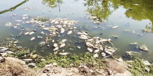 ભરૂચના રતન તળાવમાં હજારો માછલીના મોત પાણીમાં મૃત જોવા મળી