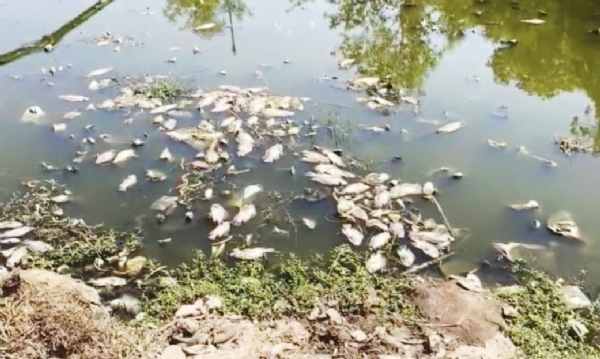 ભરૂચના રતન તળાવમાં હજારો માછલીના મોત પાણીમાં મૃત જોવા મળી