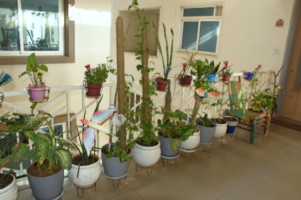 વડોદરાની અલ્પા શાહ 300થી વધુ છોડ સાથે ફ્લેટને બનાવ્યું હરિયાળું સ્વર્ગ