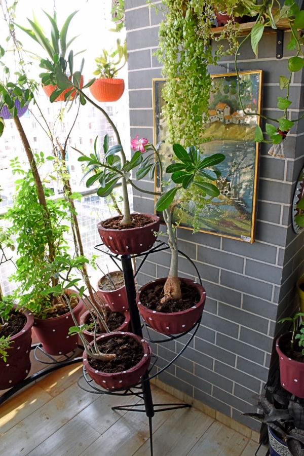 વડોદરાની અલ્પા શાહ 300થી વધુ છોડ સાથે ફ્લેટને બનાવ્યું હરિયાળું સ્વર્ગ