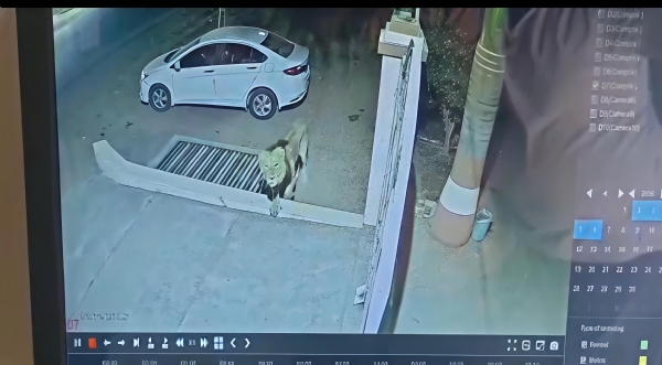 ચલાલા શહેરમાં સિંહની એન્ટ્રી: રહેણાંક વિસ્તારમાં લટાર મારતો ‘જંગલનો રાજા’ CCTVમાં કેદ